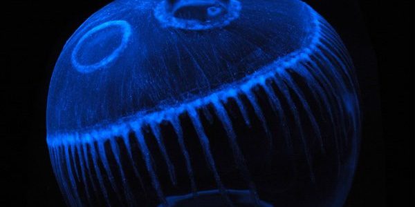 Nachtleuchtfarbe_Deko_DIY Nachtleuchtfarbe_Deko_DIY